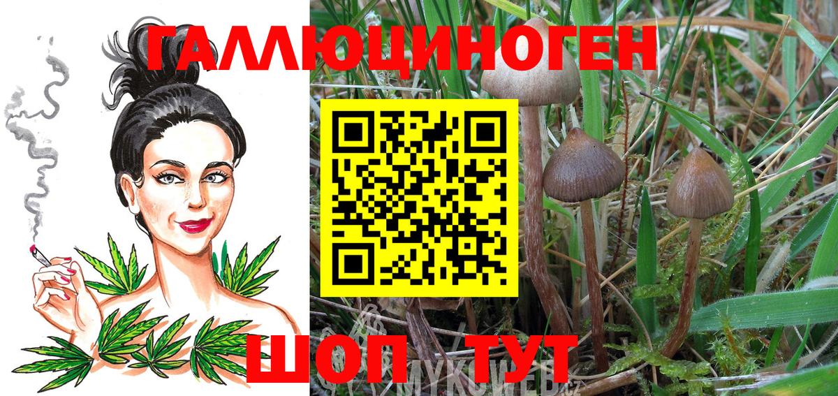 Псилоцибиновые грибы прущие грибы Георгиевск